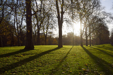 Obraz premium Sunshine through trees in a park