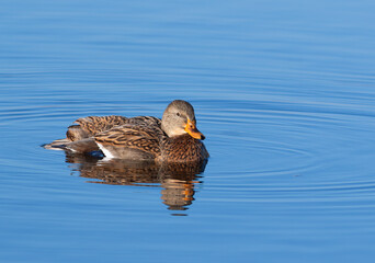 Mallard, Anas platyrhynchos. A female duck floats down a morning river, reflected in the water