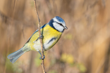 Eurasian blue tit, Cyanistes caeruleus. A bird sits on the stem of a plant