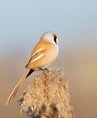 Bearded reedling, Panurus biarmicus. A bird sits on top of a reed on a riverbank