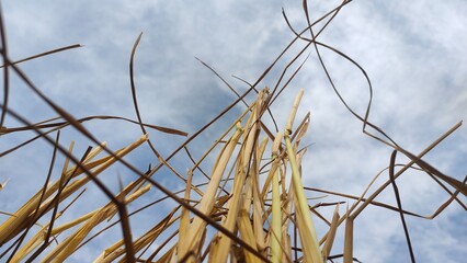 grass and sky