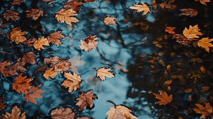 Fallen autumn maple leaves floating on dark blue water surface