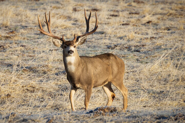 Large mule deer (Odocoileus hemionus) buck standing in a field in Lassen County California, USA in warm morning light.