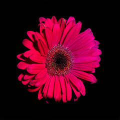 Pink Gerber Daisy on a black background - macro.
