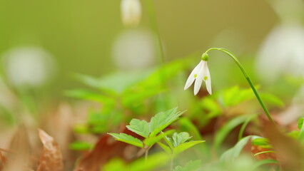 Galanthus Nivalis Flowers With Stems And Leaves. Common Snowdrop Blooming. Bright White Common Snowdrop In Bloom.