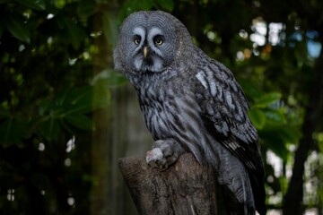 The Great Grey Owl (Strix nebulosa), also called The Great Gray Owl.