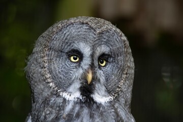 The Great Grey Owl (Strix nebulosa), also called The Great Gray Owl.