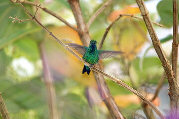 Western emerald (Chlorostilbon melanorhynchus) hummingbird with its wings extended, perched on a branch in a garden, in Cotacachi, Ecuador