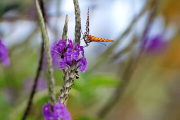 Gulf fritillary butterfly (Dione vanillae) on a purple porterweed flower in a garden in Cotacachi, Ecuador