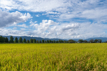 Fototapeta premium 晩夏、初秋の田んぼの風景 滋賀県草津市