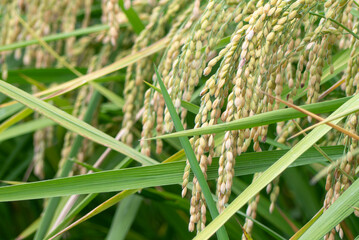 晩夏、初秋の田んぼの風景　滋賀県草津市