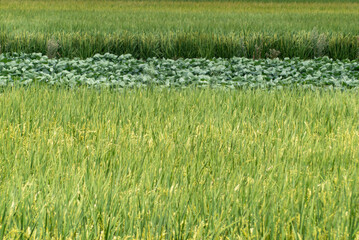 晩夏、初秋の田んぼの風景　滋賀県草津市