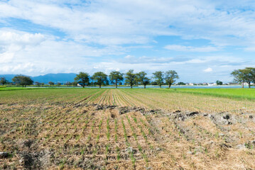 晩夏、初秋の田んぼの風景　滋賀県草津市