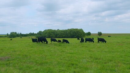 Agricultural industry. Black cow eats grass on a farm field. Cattle in pasture.