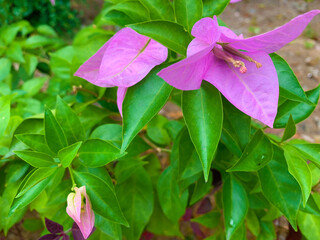 pink bougainvillea flower and leaves in the garden