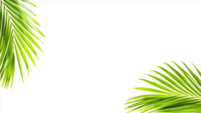 Green palm leaves against white background. Tropical summer travel concept. Palm sunday. Slow motion video footage