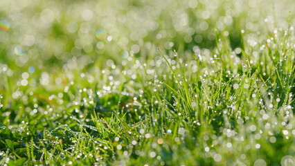 Drops Pure Transparent Water Spring Summer In Nature. Awakening Garden In Springtime. Abstract...