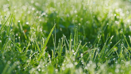 Light Morning Dew On Green Grass. Rain Dew Drops Sparkling In Sun On Lawn Grass. Pan.