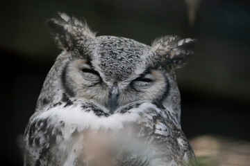 The Great Horned Owl (Bubo virginianus).