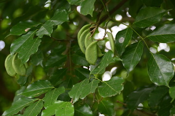 Millettia pinnata fruits. It is a species of tree in the pea family Fabaceae. Its other names  Pongamia pinnata, Indian beech and Pongame oiltree. Oil is extracted from its seeds. Ayurvedic medicine.