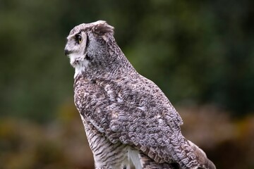 The Great Horned Owl (Bubo virginianus).
