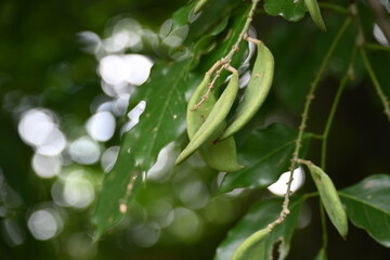 Millettia pinnata fruits. It is a species of tree in the pea family Fabaceae. Its other names  Pongamia pinnata, Indian beech and Pongame oiltree. Oil is extracted from its seeds. Ayurvedic medicine.