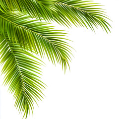 Palm Leaves corner border cutout isolated on white background.
