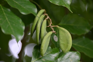 Millettia pinnata fruits. It is a species of tree in the pea family Fabaceae. Its other names  Pongamia pinnata, Indian beech and Pongame oiltree. Oil is extracted from its seeds. Ayurvedic medicine.