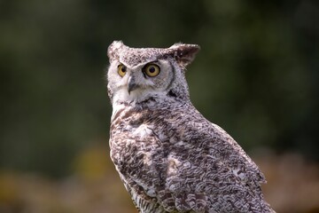 The Great Horned Owl (Bubo virginianus).