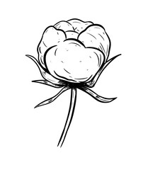 cotton digital drawing illustration isolated