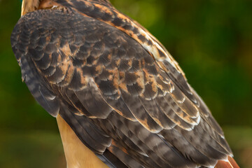 Red-Tailed Hawk (Buteo jamaicensis) Back Feathers
