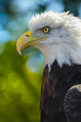 American Bald Eagle (Haliaeetus leucocephalus) Profile Closed Beak