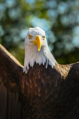 American Bald Eagle (Haliaeetus leucocephalus) Spreads Out Wings Looking Straight Out