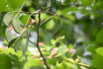 Millettia pinnata fruits. It is a species of tree in the pea family Fabaceae. Its other names  Pongamia pinnata, Indian beech and Pongame oiltree. Oil is extracted from its seeds. Ayurvedic medicine.