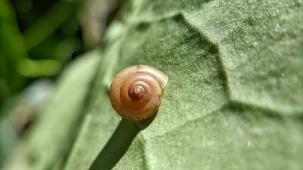 Close up of land snails or land snails or Fruticicola fruticum, they are still part of the Gastropoda mollusk family. selective focus or macro photo