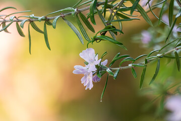レストランの軒先に咲くローズマリー　カラフルな背景に輝いて