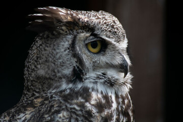 The Great Horned Owl (Bubo virginianus).