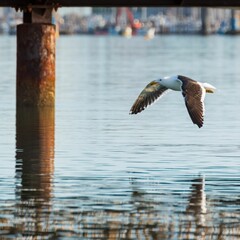 Seagull in flight over calm waters with a pier in the background