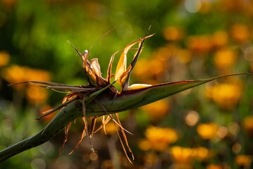 Close-up of a bird of paradise flower with a vibrant bokeh background in a sunny garden