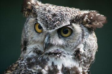 The Great Horned Owl (Bubo virginianus).