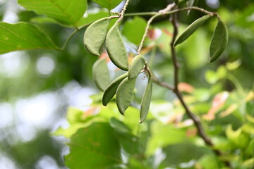 Millettia pinnata fruits. It is a species of tree in the pea family Fabaceae. Its other names  Pongamia pinnata, Indian beech and Pongame oiltree. Oil is extracted from its seeds. Ayurvedic medicine.