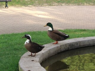 ducks in the park 