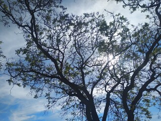 trees and sky