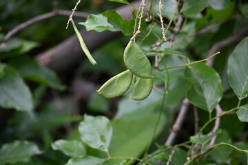 Millettia pinnata fruits. It is a species of tree in the pea family Fabaceae. Its other names  Pongamia pinnata, Indian beech and Pongame oiltree. Oil is extracted from its seeds. Ayurvedic medicine.
