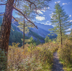 Mountain landscape overgrown taiga, wild places, sunny day	
