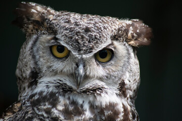 The Great Horned Owl (Bubo virginianus).