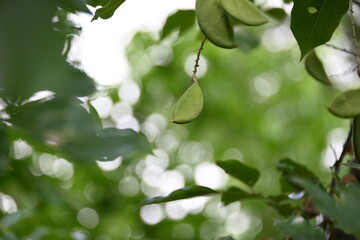 Fototapeta premium Millettia pinnata fruits. It&nbsp;is a species of tree in the pea family Fabaceae. Its other names Pongamia&nbsp;pinnata, Indian beech&nbsp;and&nbsp;Pongame oiltree. Oil is extracted from its seeds. Ayurvedic medicine.