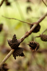Branch with cones pecked by birds. Blurred background