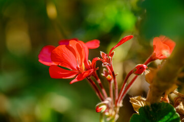 Vibrant red geranium blooms glowing in the sunlight of a tranquil garden setting