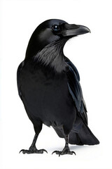 Fototapeta premium A black bird standing on a white surface